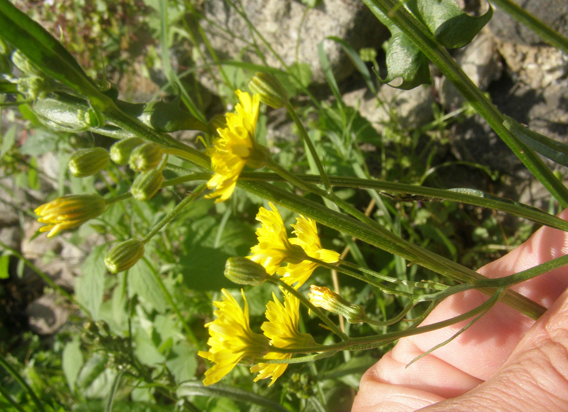 asteracea - Crepis sp.